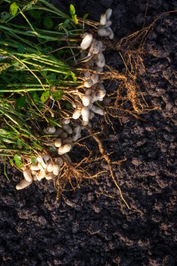 Kökleri olan taze fıstık bitkileri.