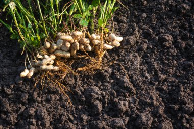 Kökleri olan taze fıstık bitkileri.