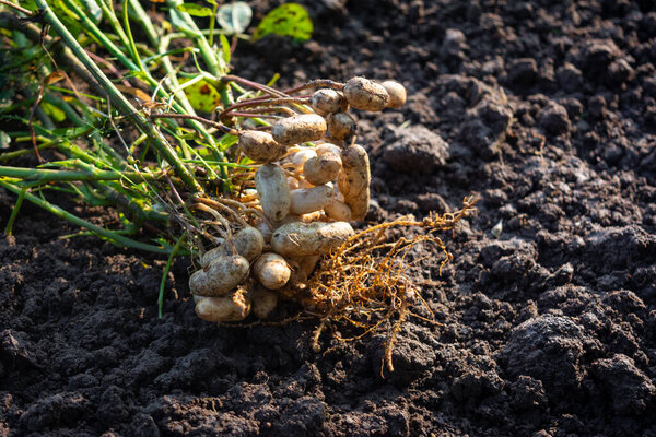 Fresh peanuts plants with roots