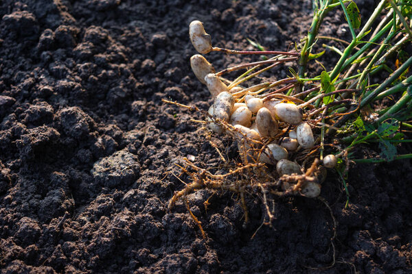 Fresh peanuts plants with roots