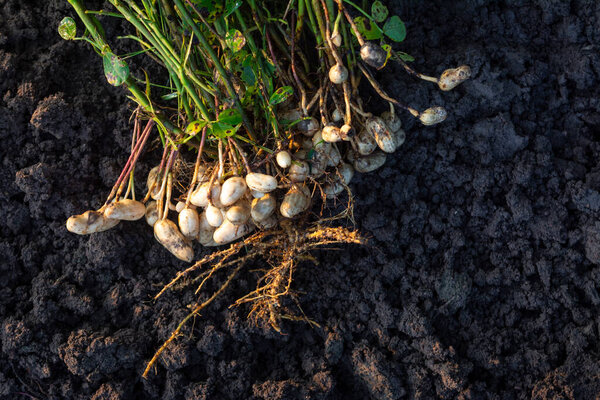 Fresh peanuts plants with roots