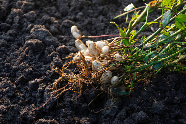 Fresh peanuts plants with roots