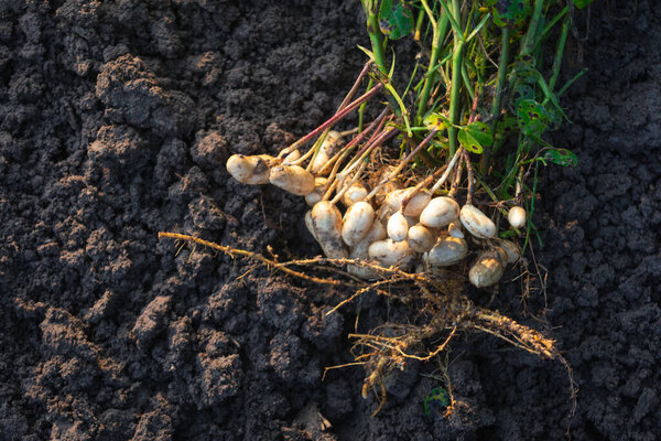 Fresh peanuts plants with roots