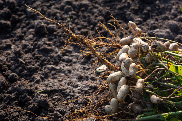 Fresh peanuts plants with roots