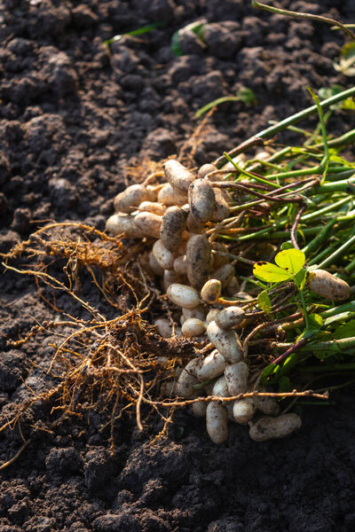 Fresh peanuts plants with roots