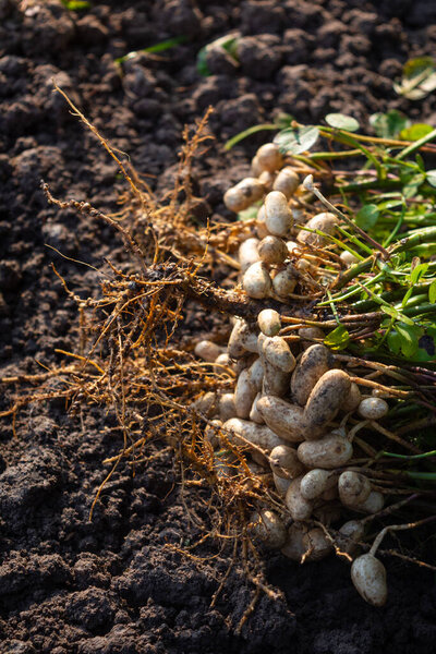 Fresh peanuts plants with roots