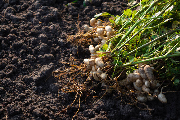 Fresh peanuts plants with roots
