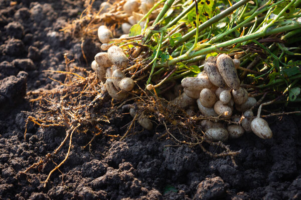 Fresh peanuts plants with roots