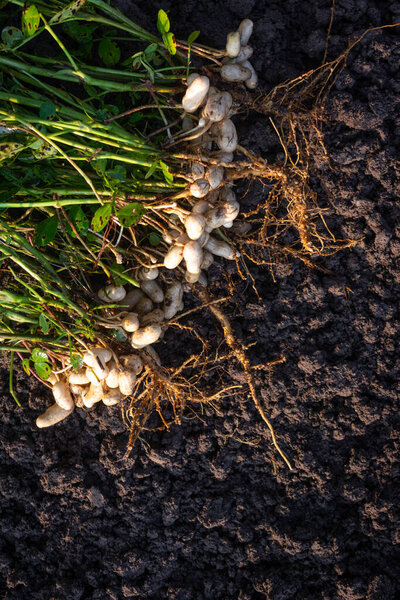 Fresh peanuts plants with roots