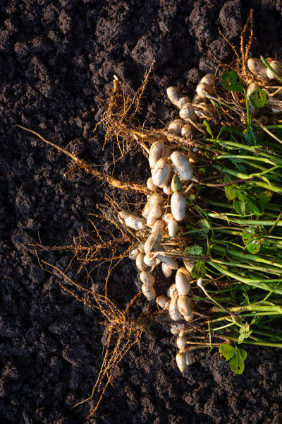 Fresh peanuts plants with roots