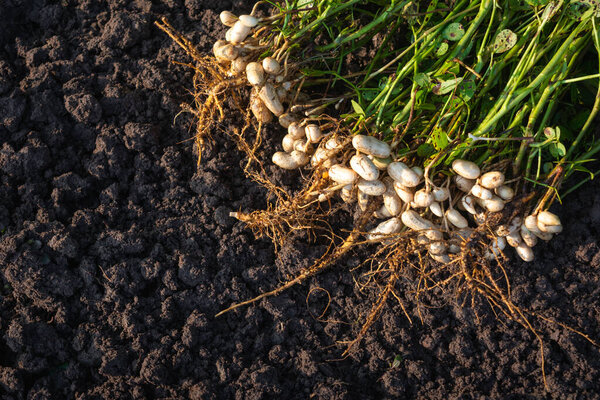 Fresh peanuts plants with roots