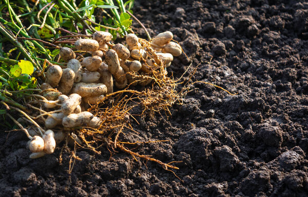 Fresh peanuts plants with roots