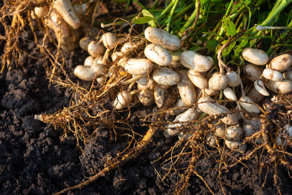 Fresh peanuts plants with roots