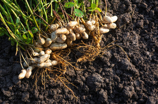 Fresh peanuts plants with roots