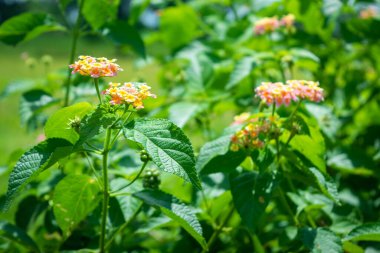 Lantana Camara, genellikle Batı Hint Lantana olarak bilinir.