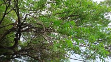 Köydeki Azadirachta indica. Çok güçlü bir Hint ilaç ağacı..