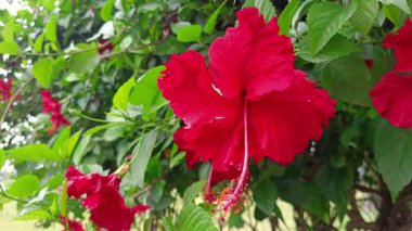 Doğal bahçede açan kırmızı amber çiçeği.