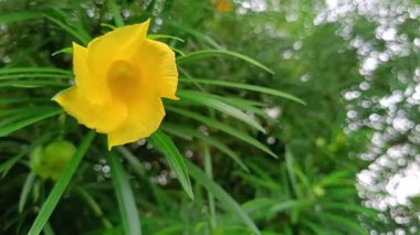 Ağaçtaki sarı zakkum çiçeği