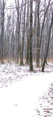 Ağaçları ve bankları olan karla kaplı bir orman.