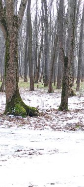 Birkaç ağacı ve bankı olan bir orman.