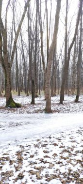 Kırmızı yangın musluğu olan karla kaplı bir orman.