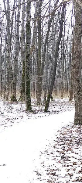 Yangın musluğu olan karla kaplı bir orman.