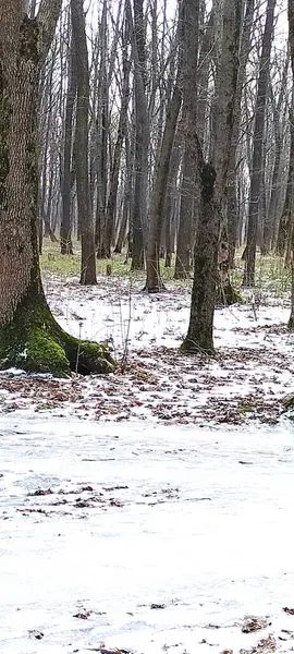 Kırmızı yangın musluğu olan karla kaplı bir orman.