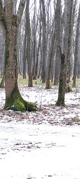Birkaç ağacı ve bankı olan bir orman.