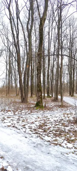 Ormanlık alanda karla kaplı bir patika.