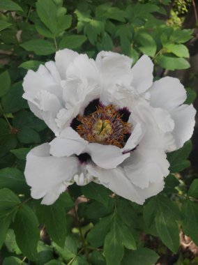 Güzel botanik fotoğrafı, doğal duvar kağıdı.