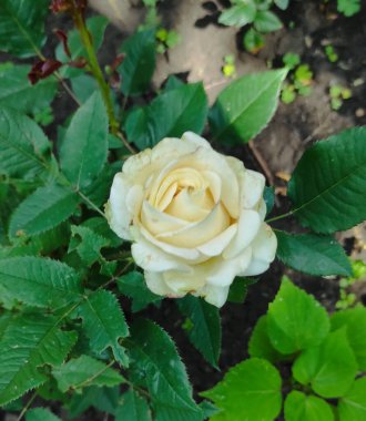 Bahçedeki güzel çiçekler