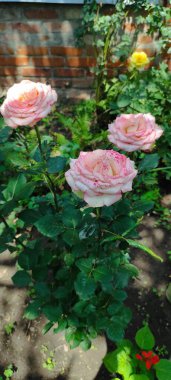 Bahçedeki güzel pembe güller