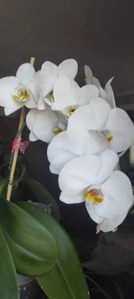Bahçedeki güzel orkide çiçeği