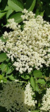 Bahçede beyaz çiçekler