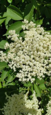 Bahçede beyaz ortanca çiçekleri