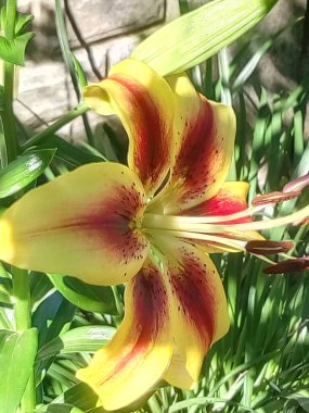 Kapatın güzel çiçekleri