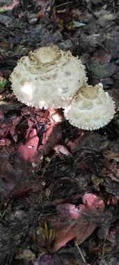 Ormandaki beyaz bir mantarın yakın plan çekimi.