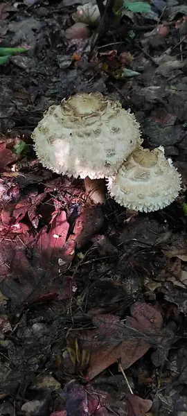 Ormanda büyüyen bir mantarın yakın plan çekimi.