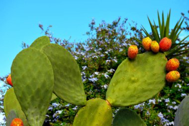 succulents in ricadi Calabria Italy clipart