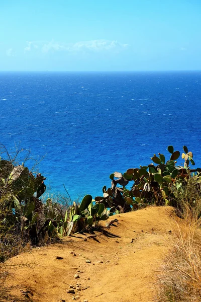 ヴァティカーノ カラブリアの多肉植物 — ストック写真