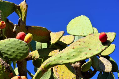 Capo Zungri Calabria İtalya 'da lezzetlidir.