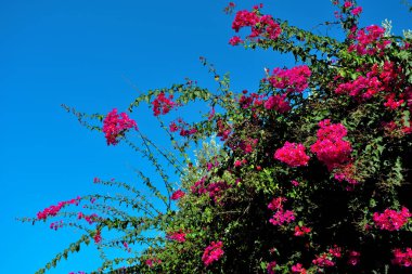 Bougainvillea, Rio Capo Vaticano İtalya 'da.