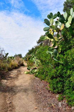 footpath to capo Vaticano Calabria Italy