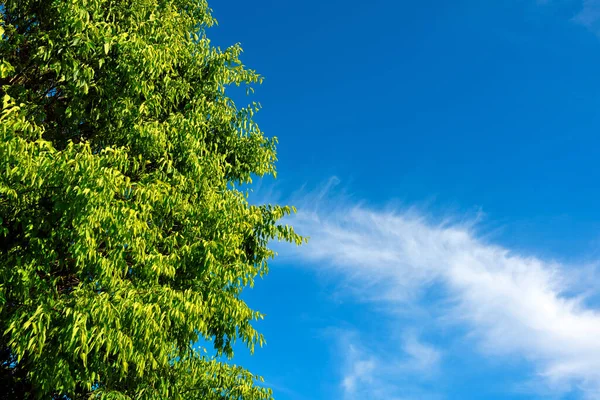 Дерево Голубом Небе Мыса Генуи Италия — стоковое фото
