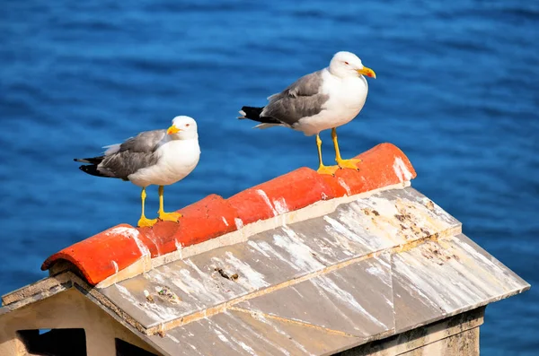 Two Seagulls Roof Noli Savona Italy — Stock Photo, Image