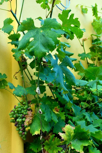 Vineyard Borgio Verezzi Savona Italy — Stock Photo, Image