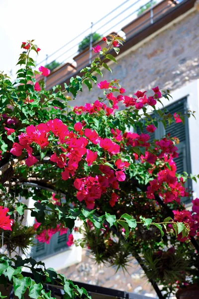 Blumen Historischen Zentrum Von Borgio Verezzi Savona Italien — Stockfoto