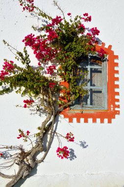 Barril Sahili 'ndeki Tavira Adası' nda pencere ve begonviller.