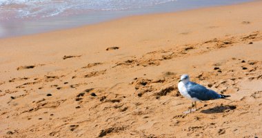 Algarve sahil kasabası, çok popüler bir tatil beldesi, kumlu plajları ve canlı bir gece hayatı olan Albufeira Portugal