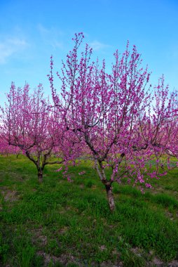 Volpedo Alessandria Piedmont İtalya 'da çiçek açan şeftali ağaçları